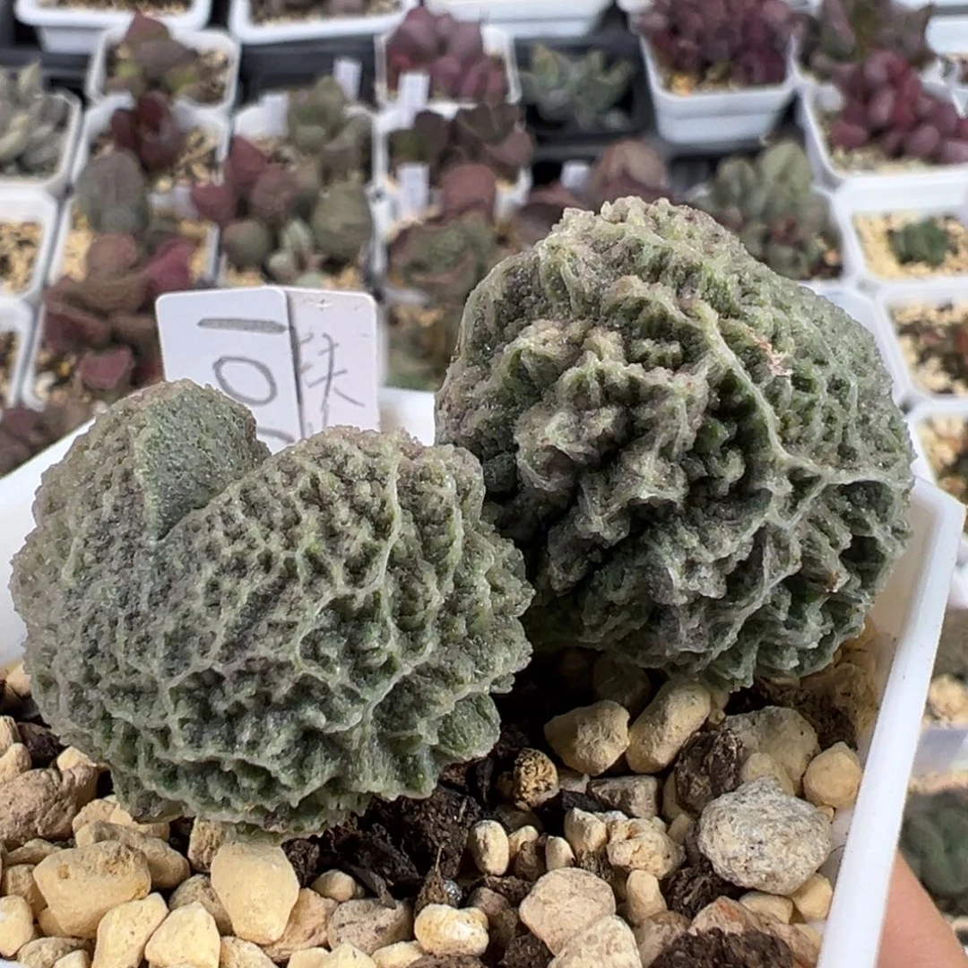 扶苏胖叶型绿色系满纹冰晶刺款实生新品（可出叶片）