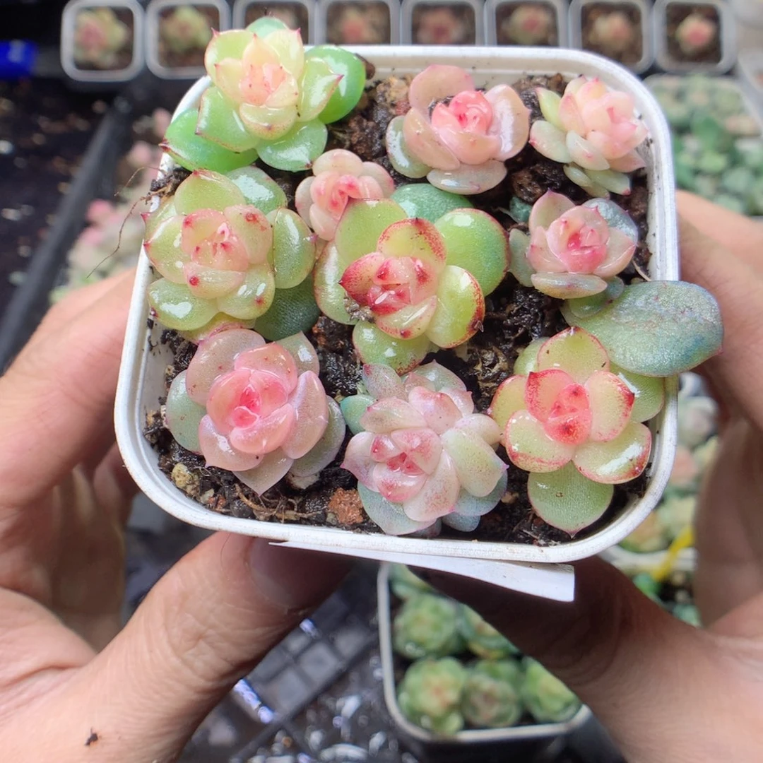 无花朵Q35 vyyyyyyyy