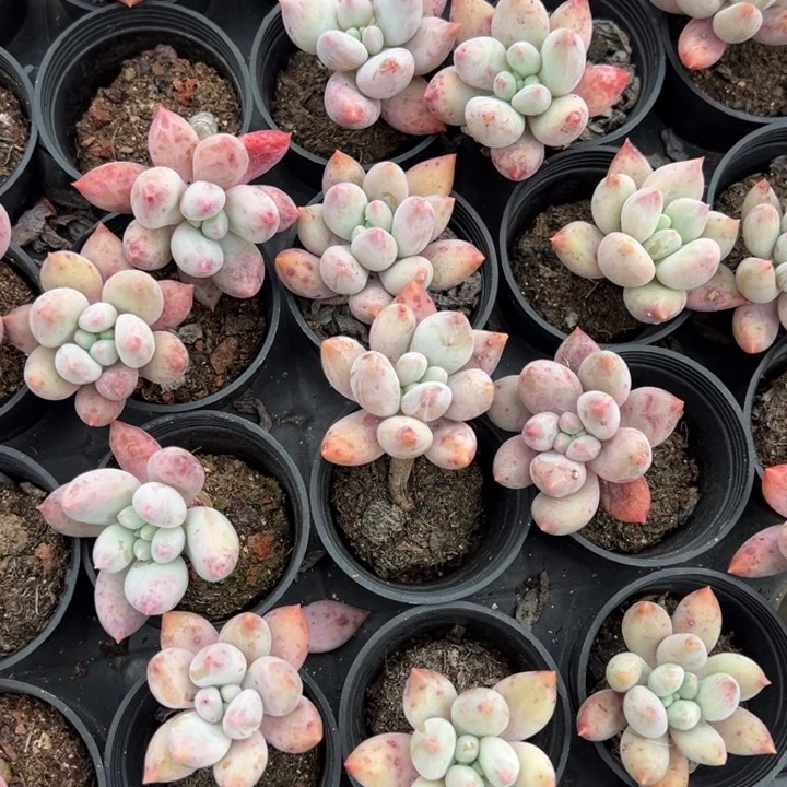 所罗门一颗量拍多肉满20包邮初7发