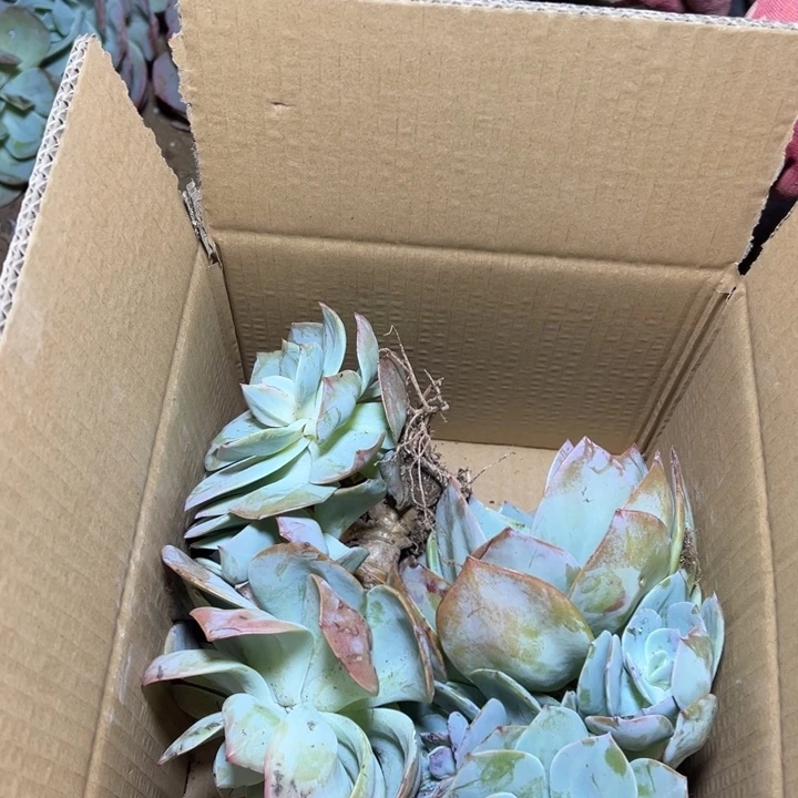 小***丁地栽血凤瑕疵两棵装包邮不包损