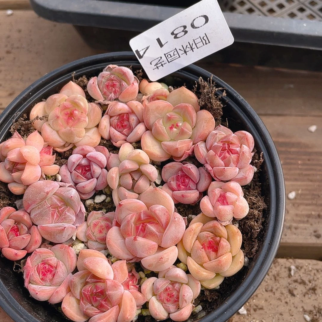 多肉植物多肉植物814