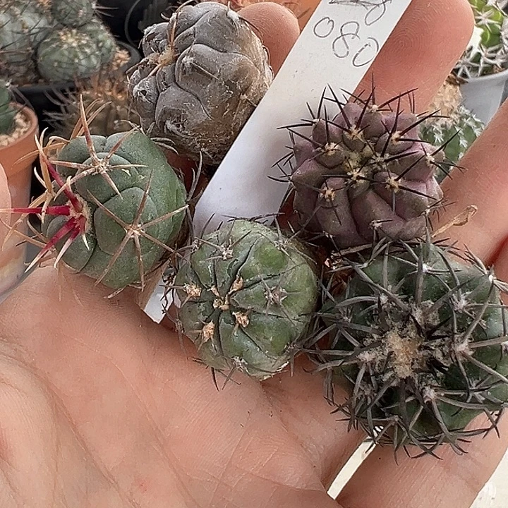 馒***点仙人球 什锦套餐实生