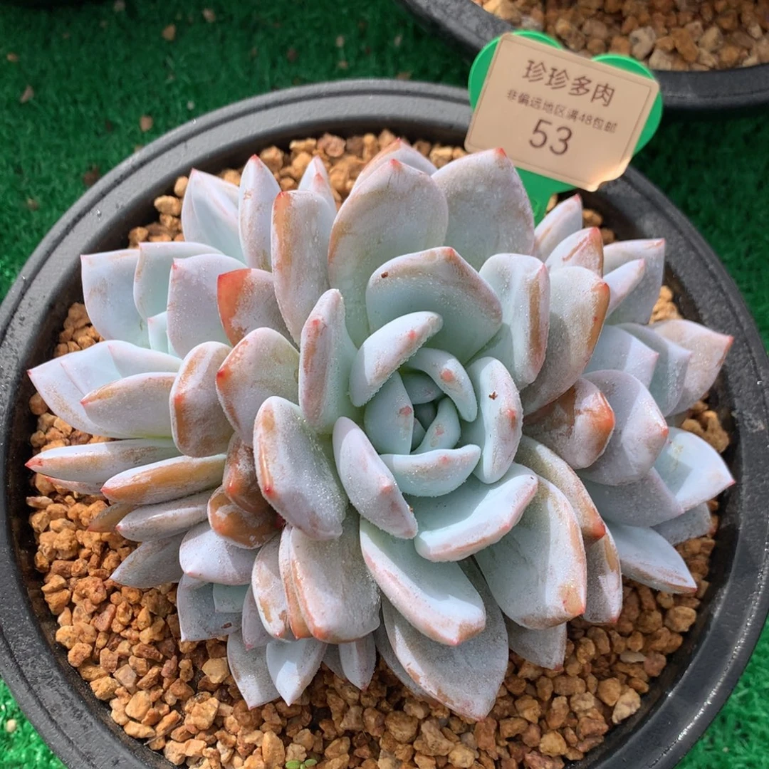 奶盖老桩无砍4头53