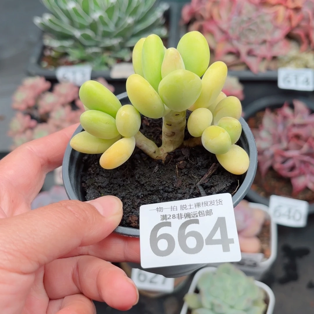 芒果KK奶无盆土发货
