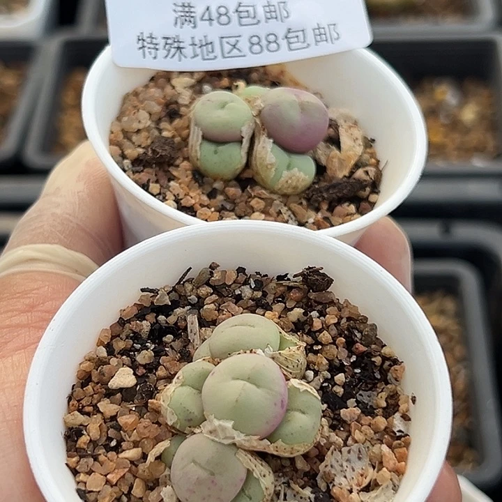 244号开播福利小拳拳2个