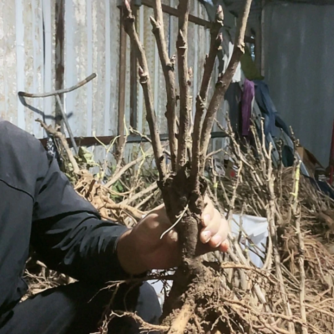 【闪购商品】完全开放岛锦