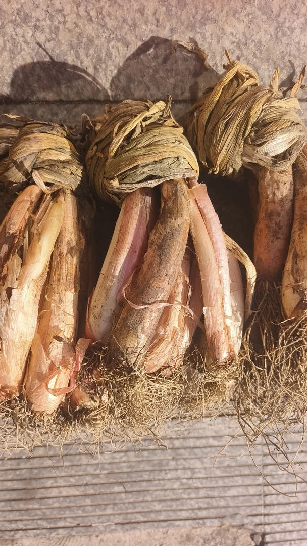 东北榆树红皮火葱3斤5斤包邮农村火葱可栽绿叶葱