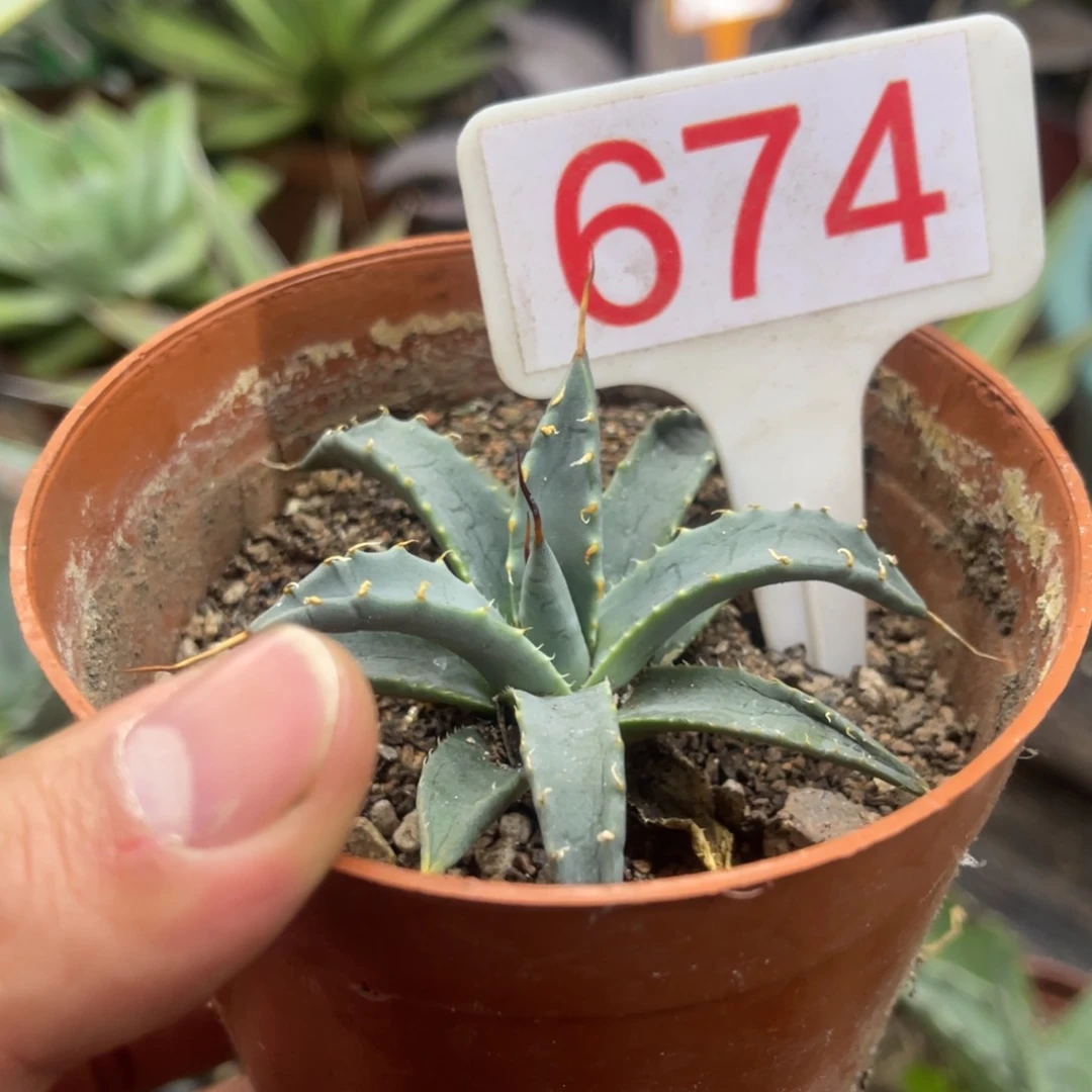 曲刺妖炎龙舌兰系列