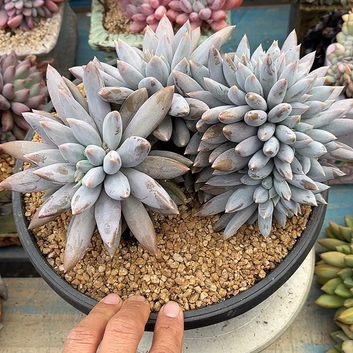 多肉植物一物一拍