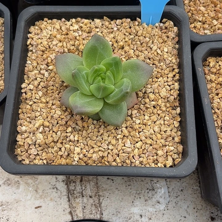 新品美人一物一拍118