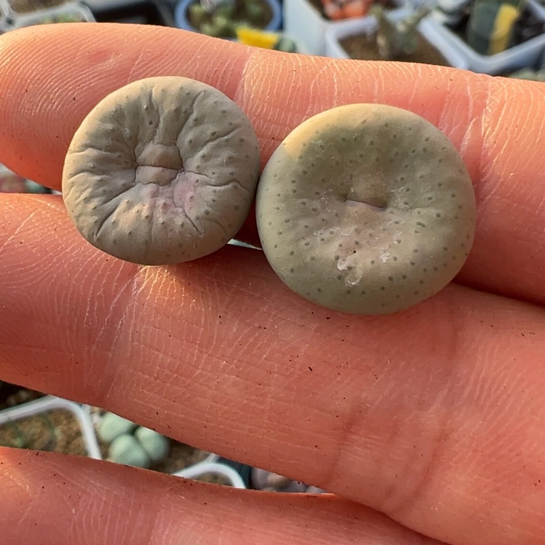 m***～多肉植物1454.33大型粉奶油嘴