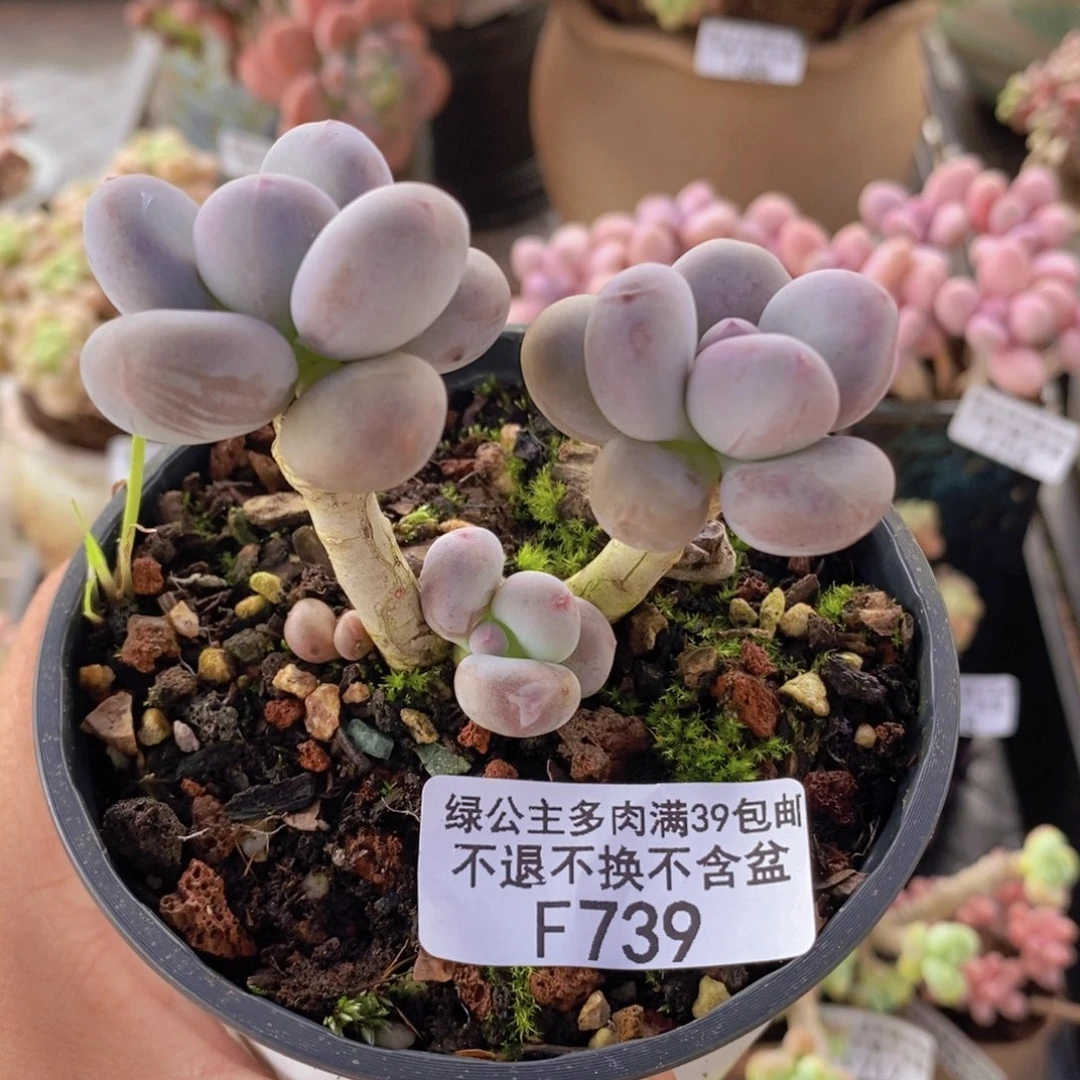彩虹奶6cm739多肉植物
