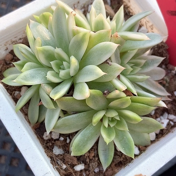 多肉植物蝴蝶飞锦3120