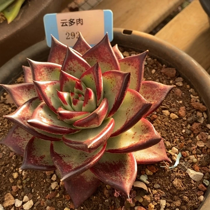 D292- 直播福利 乌木