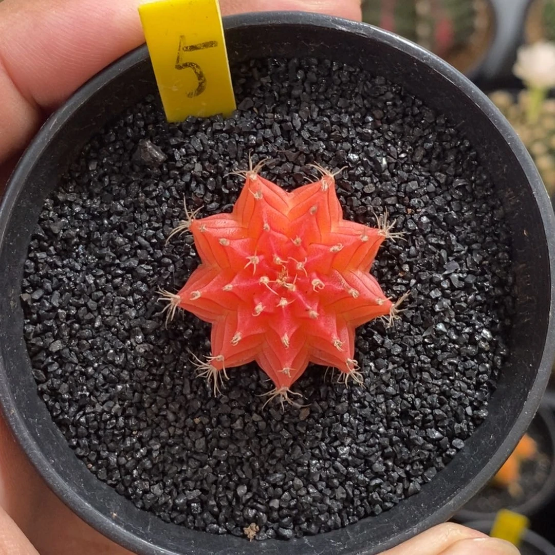 精品米哈——脱土发货