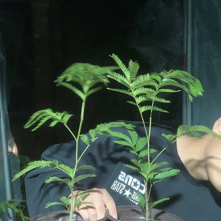 尽力了吧你是真的好
