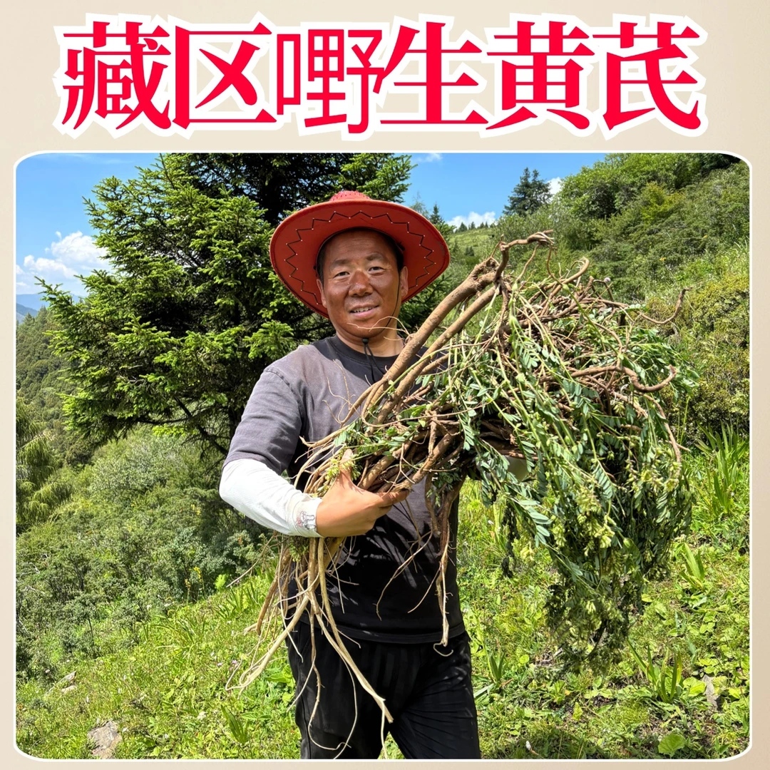 藏区正宗嘢生黄芪大片中药材正品切片泡水的功效养生茶比甘肃浑源