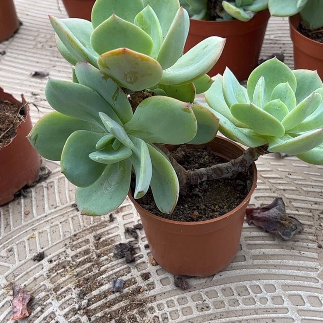 【闪购商品】无花朵Q*q