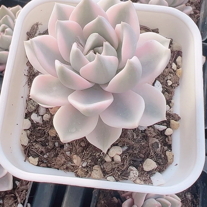 石**生多肉植物多肉植物