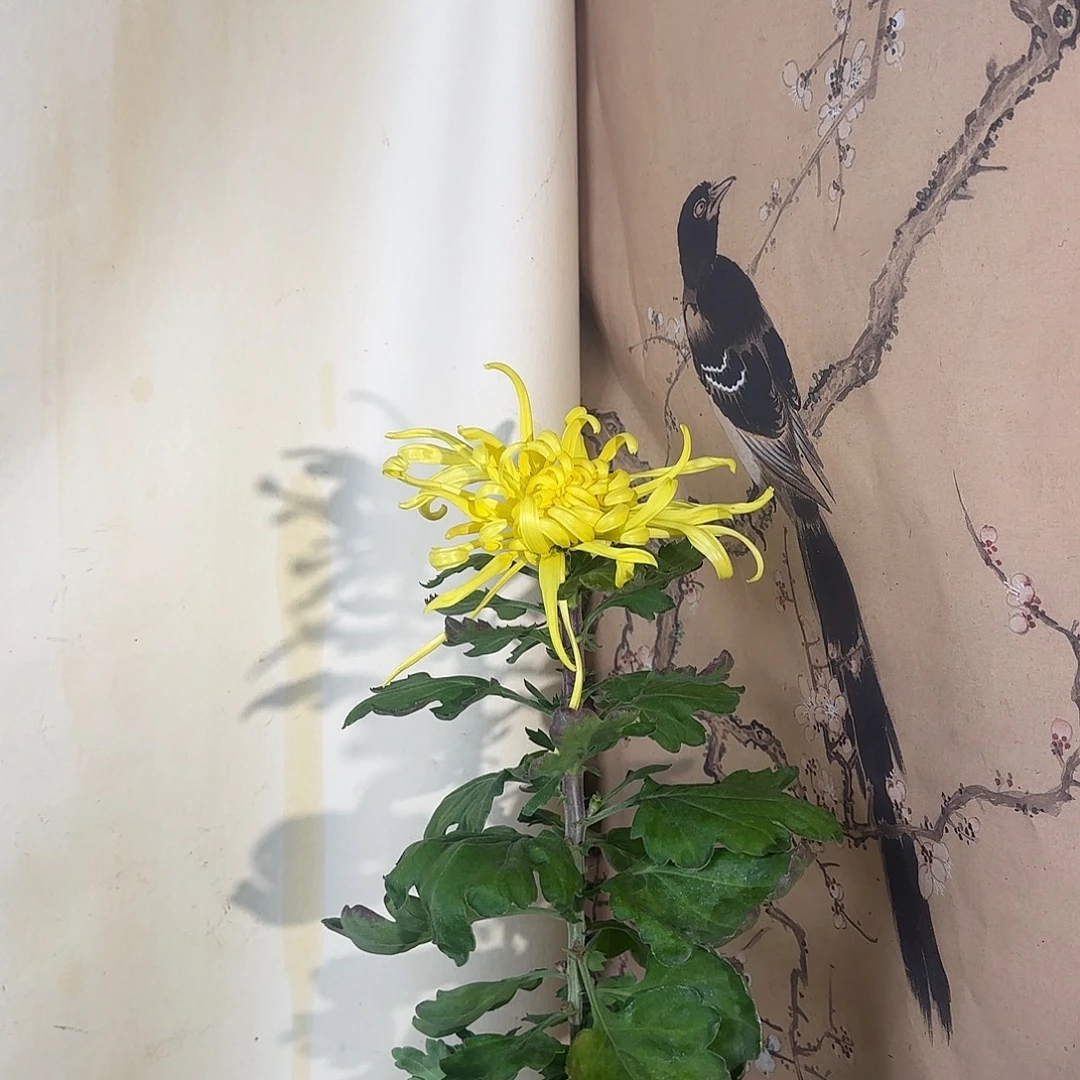 全部花朵G333333333