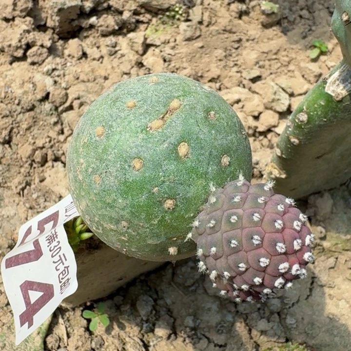 无花朵574绿蛋蛋习东二