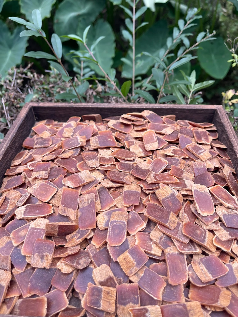 韩种一代高丽参黄马褂