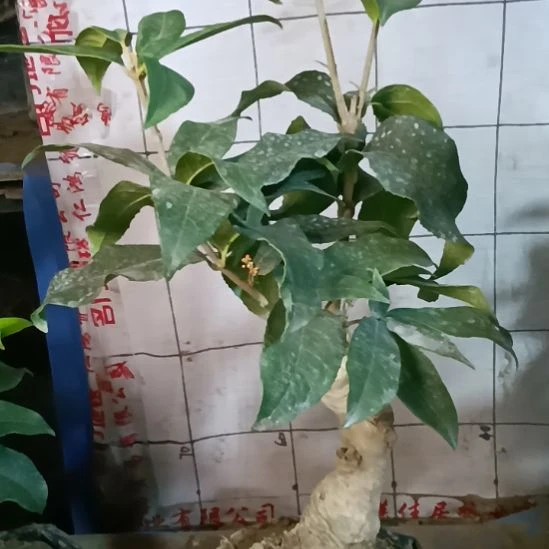 时***春无花朵四季系的丹桂
