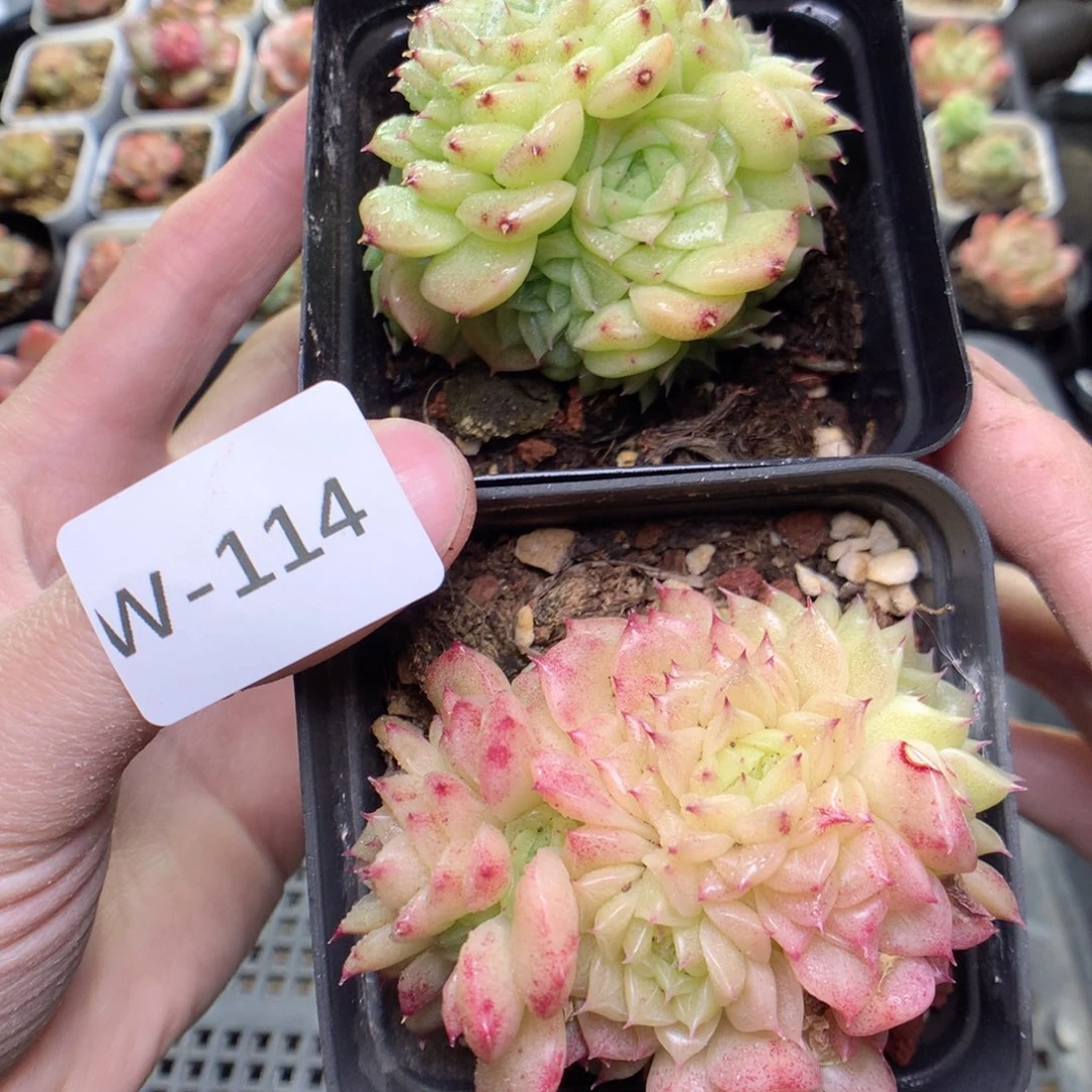 W114y y y y y y y y y y y