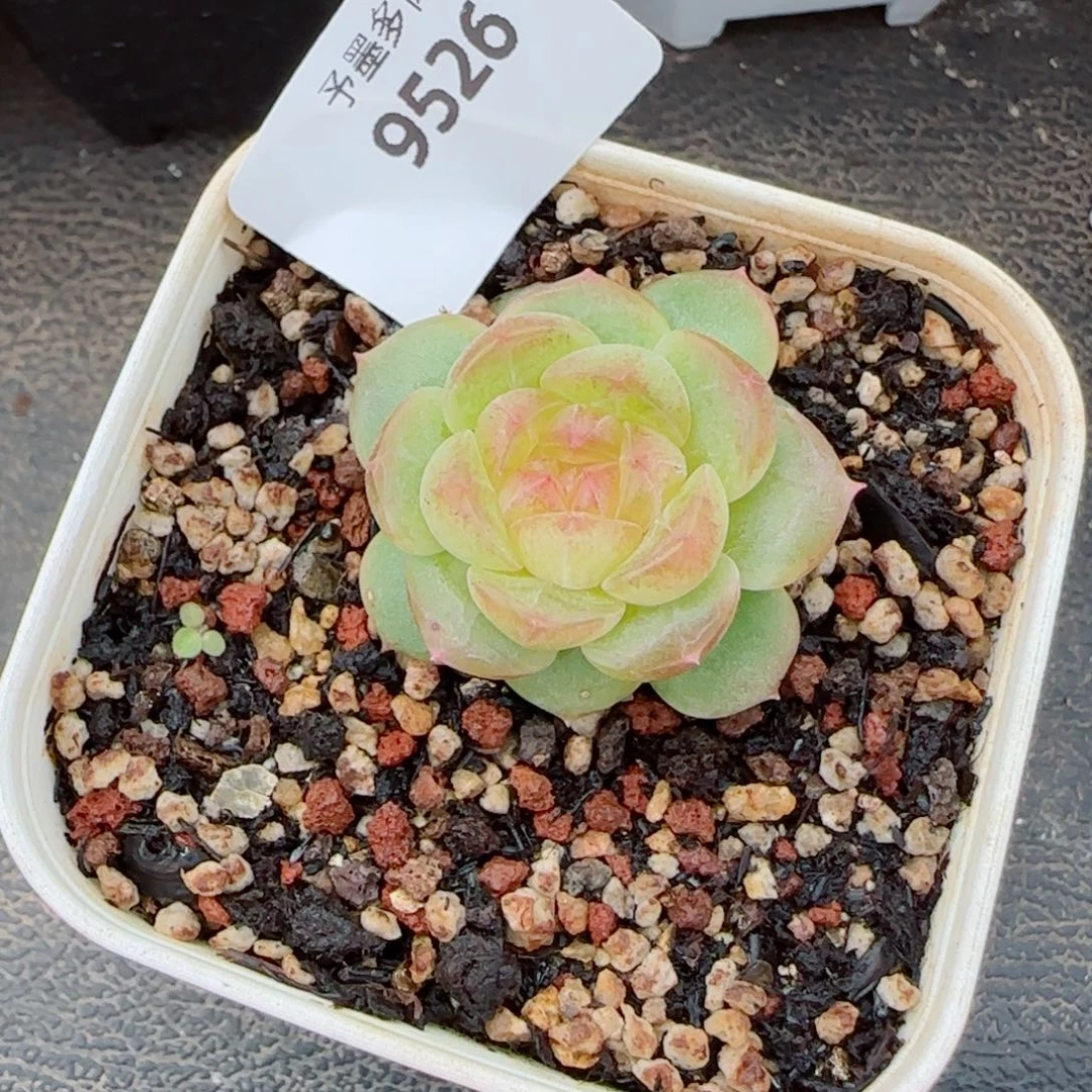 甜心，9526多肉植物