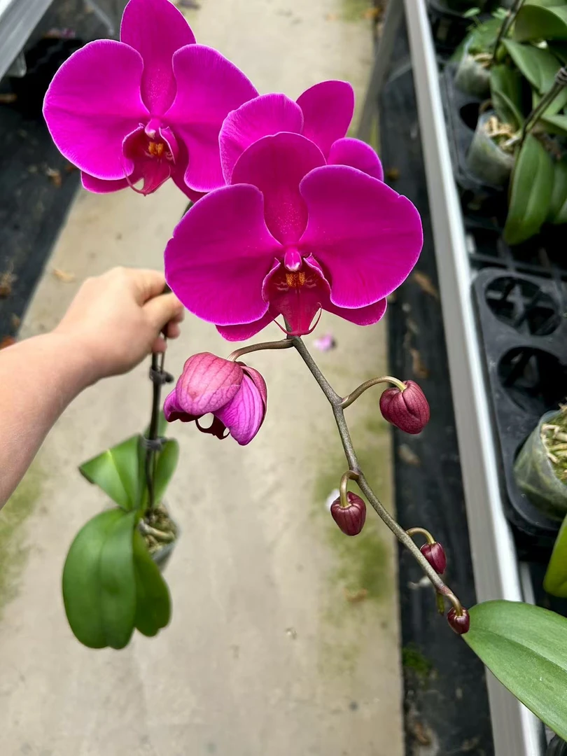 【火凤凰 】带花带花苞蝴蝶兰 广州花卉源头基地
