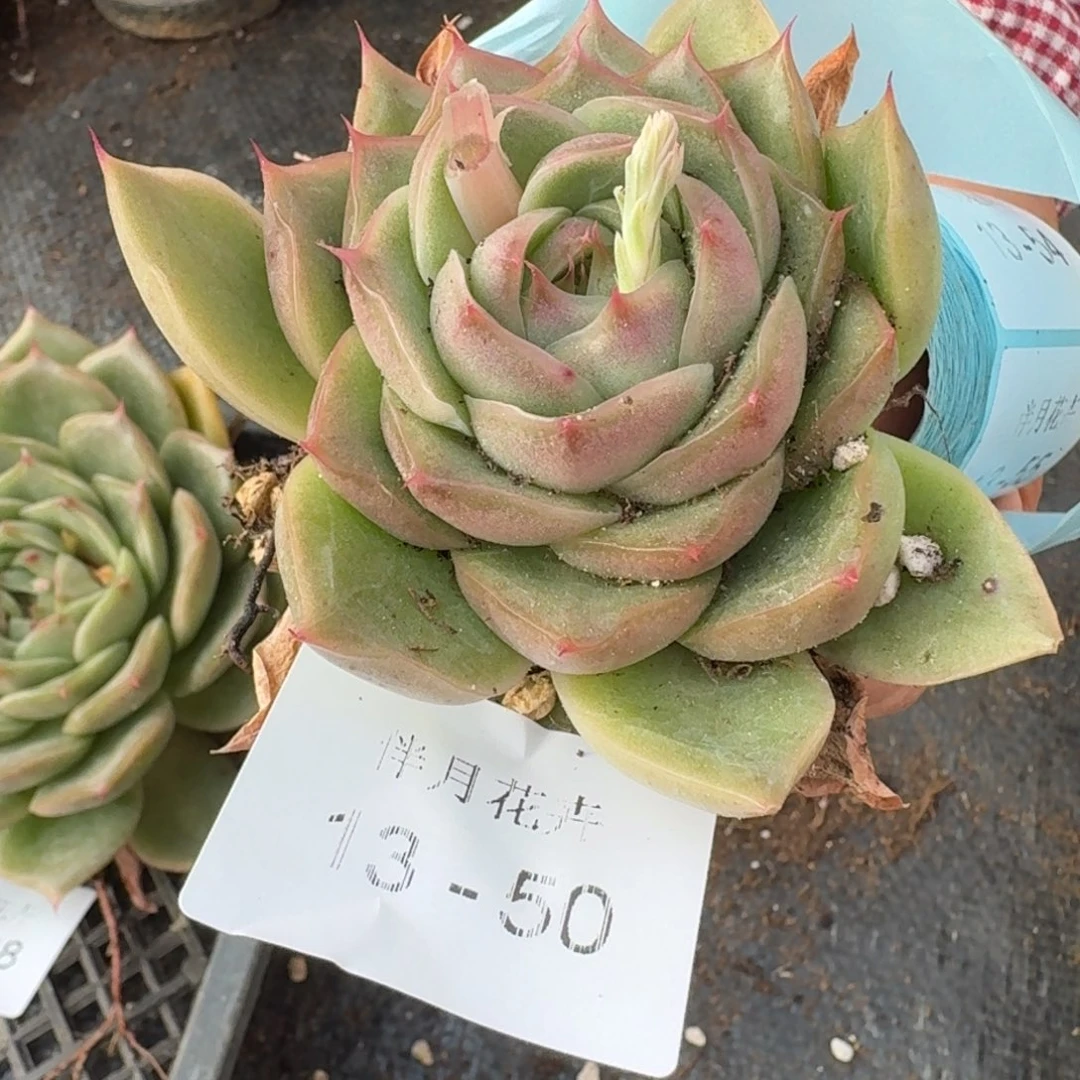 多肉杂交一物一拍13-50