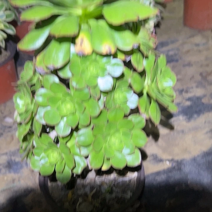 陳****?多肉法师植物链接17