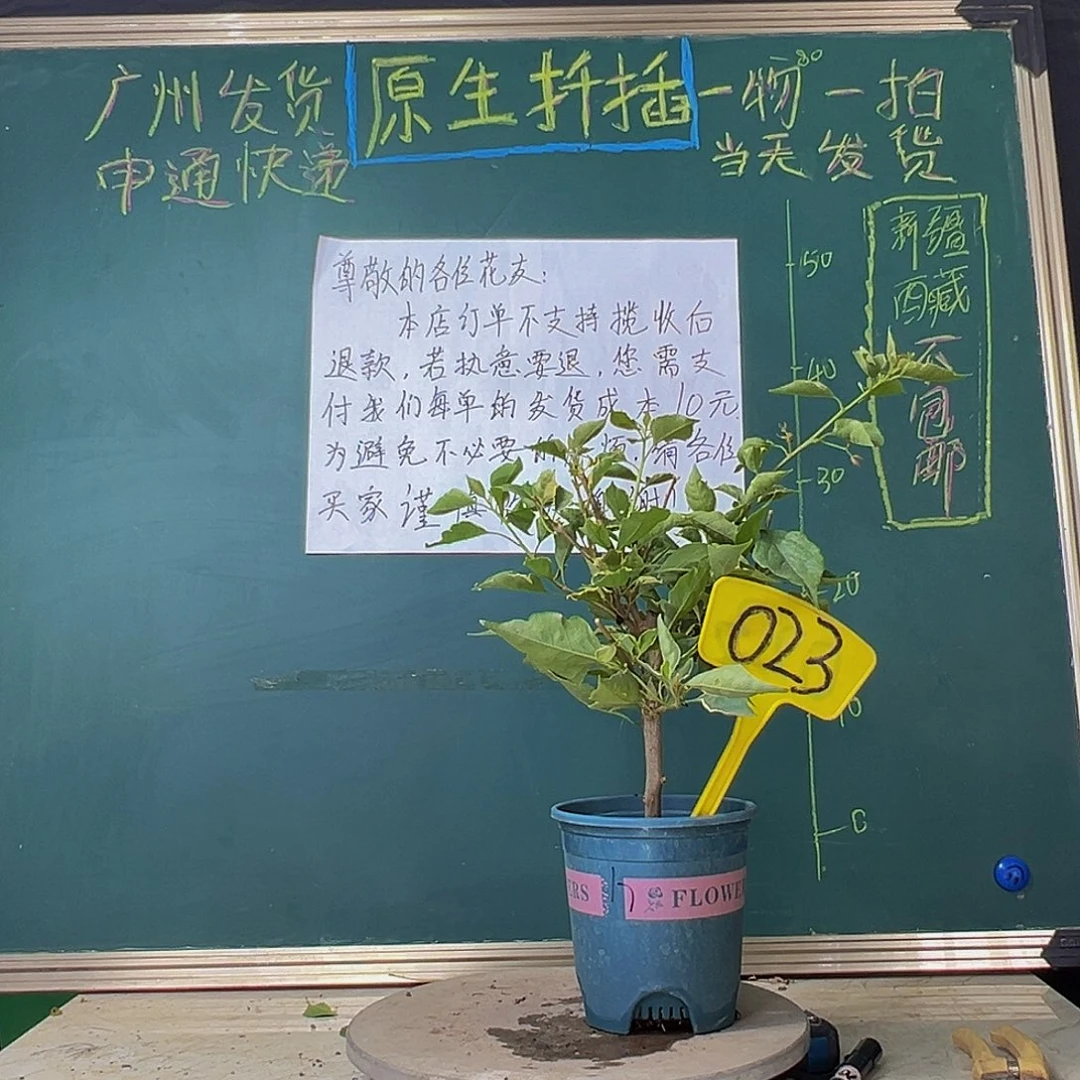 当前无花栽培后可以开花福利 黄蝶023