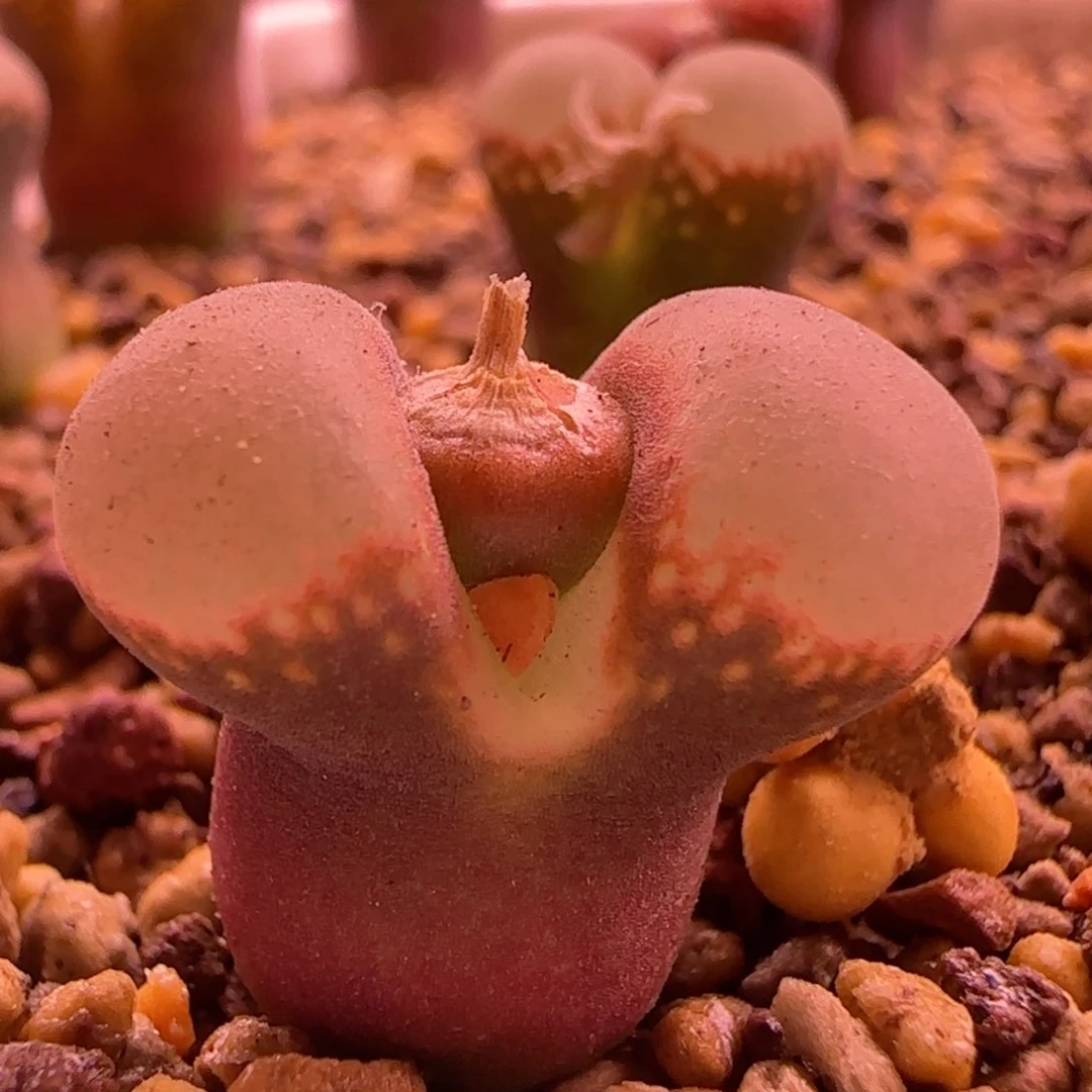 新年快乐风铃玉 精品红。