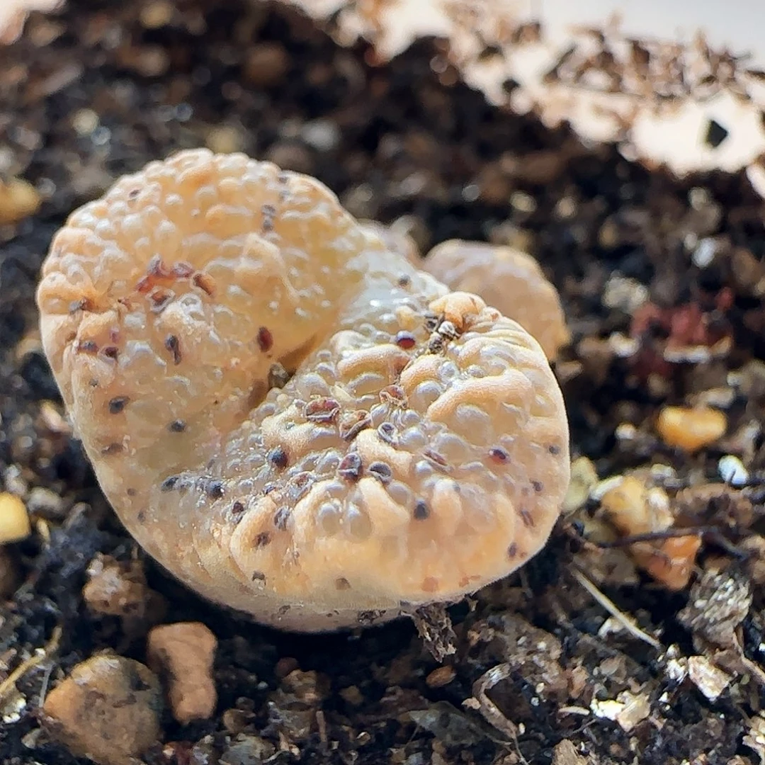 7259 大白多肉植物园