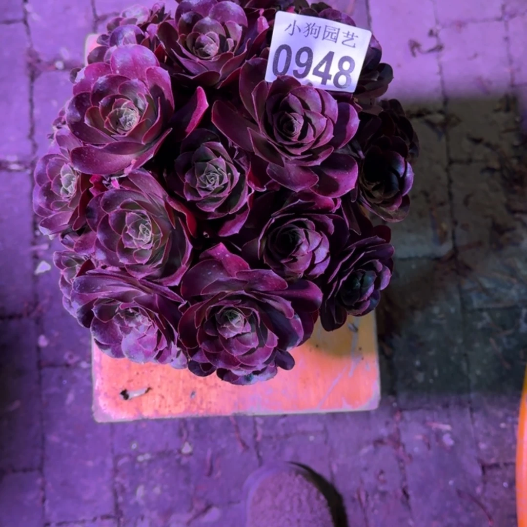 叮***铃魅金玫瑰多肉植物0948