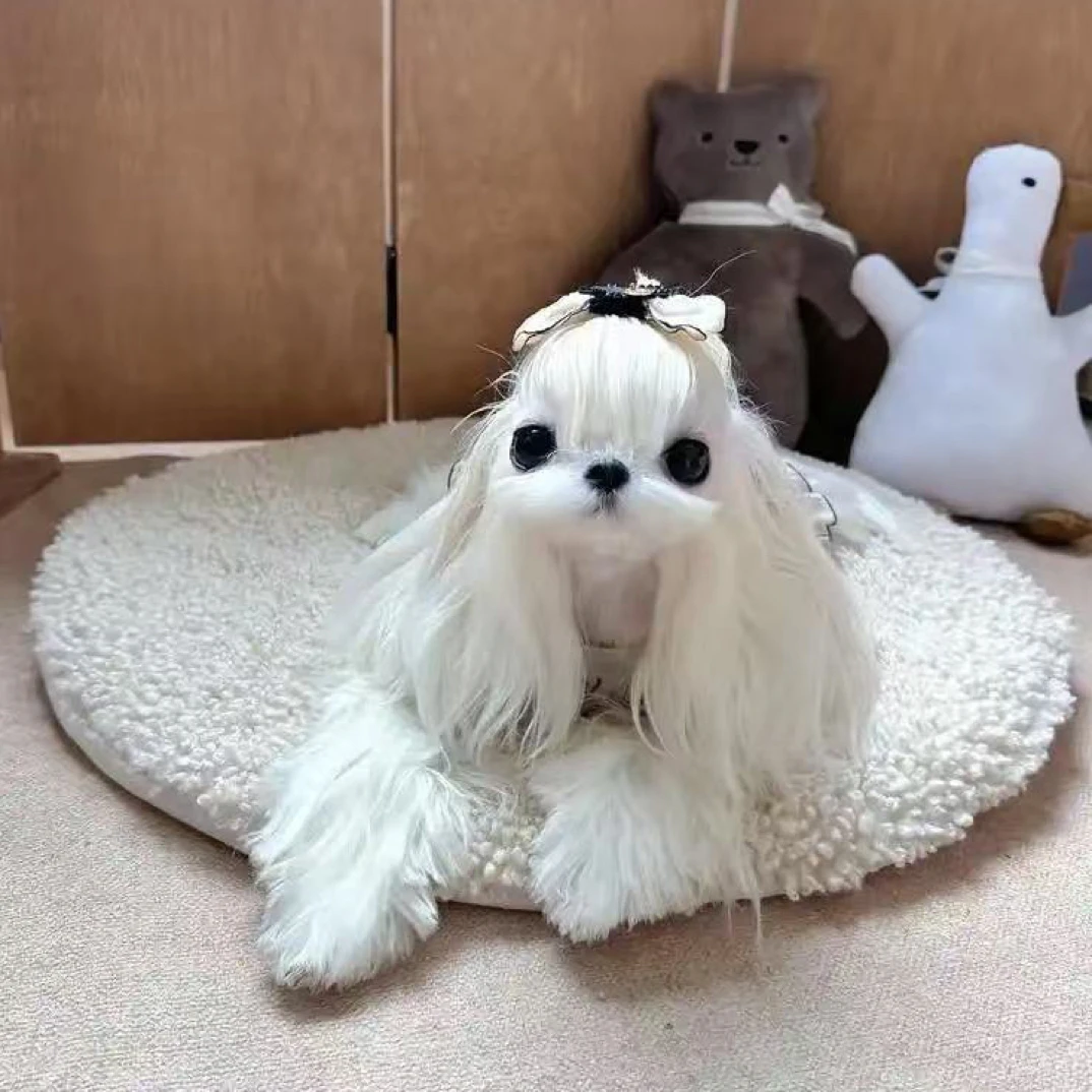 包包家马尔济斯宠物活体狗狗