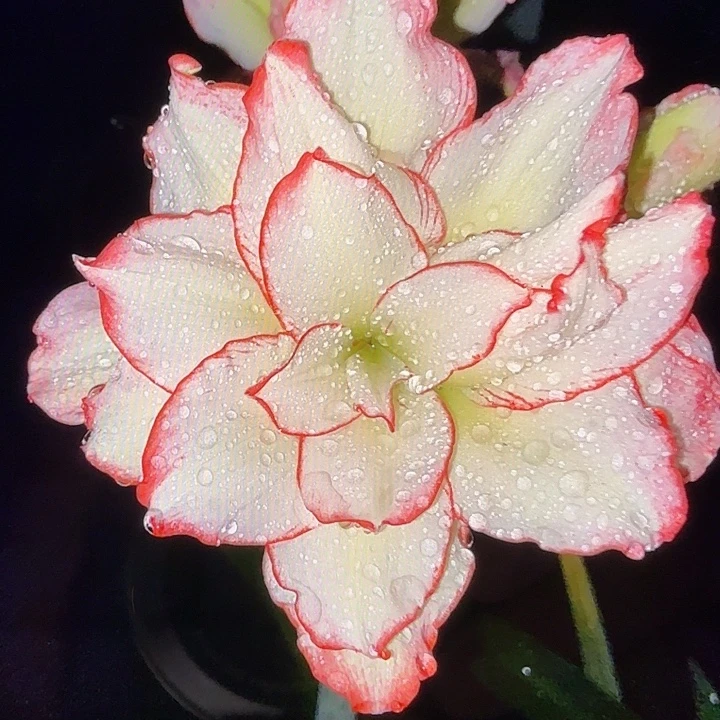 皮皮直径6+基地球