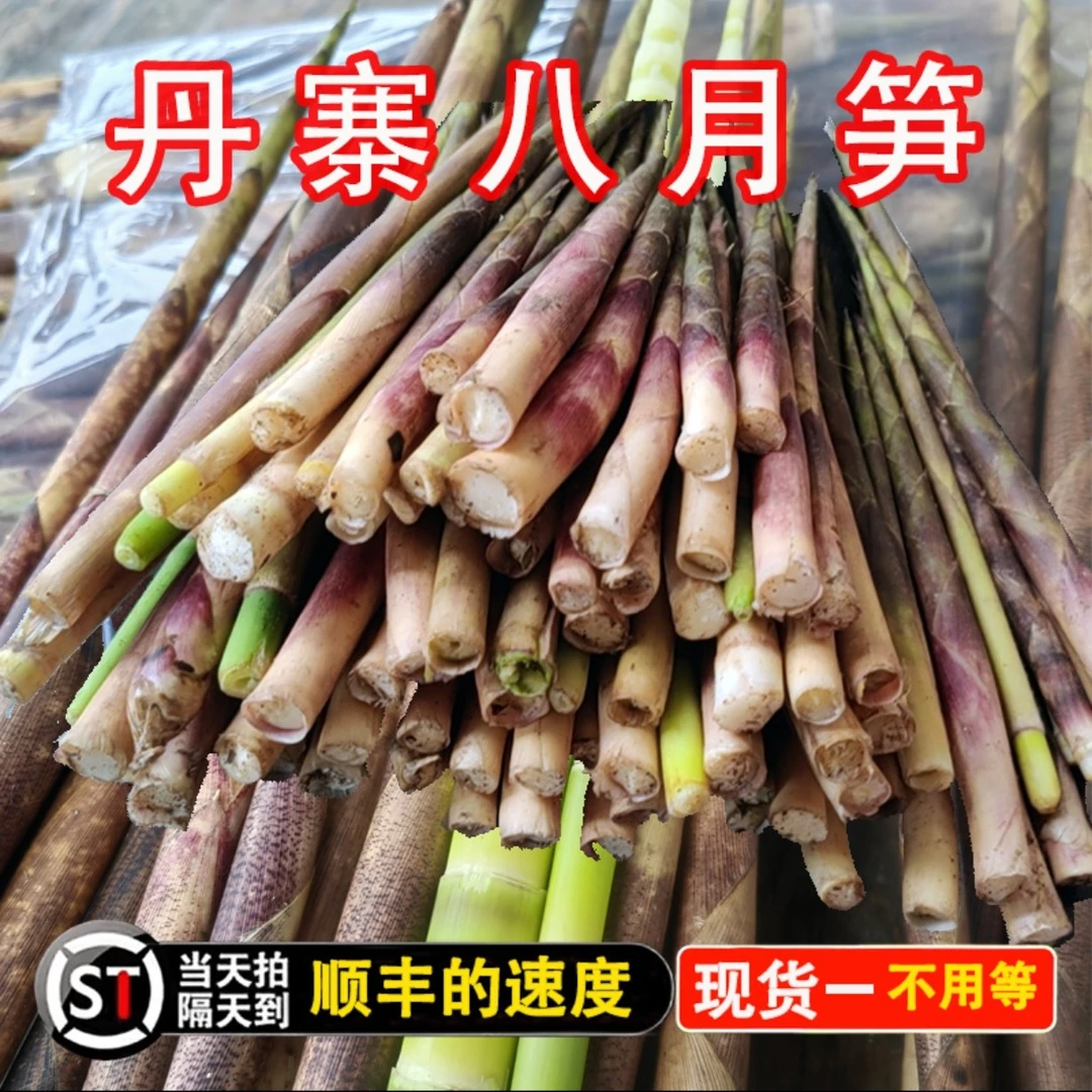2025新鲜八月笋贵州竹笋新笋丹寨八月笋小竹笋现货鲜笋现挖农家
