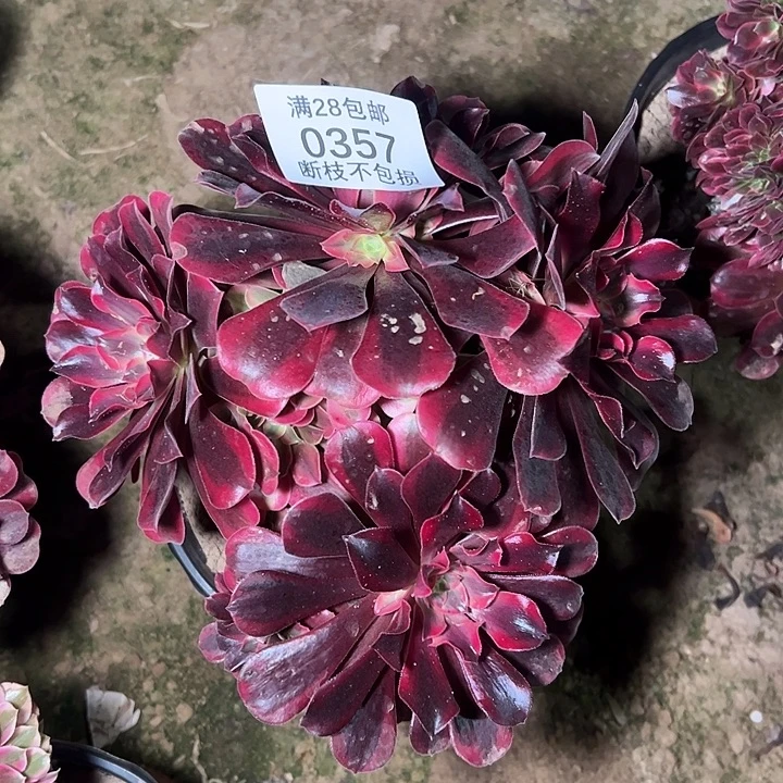 0357美杜莎缀多肉植物