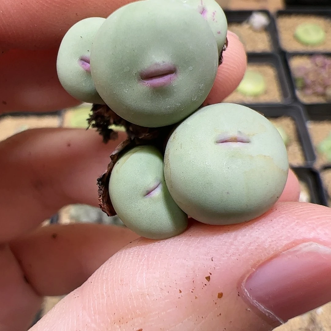 【闪购商品】143 红嘴