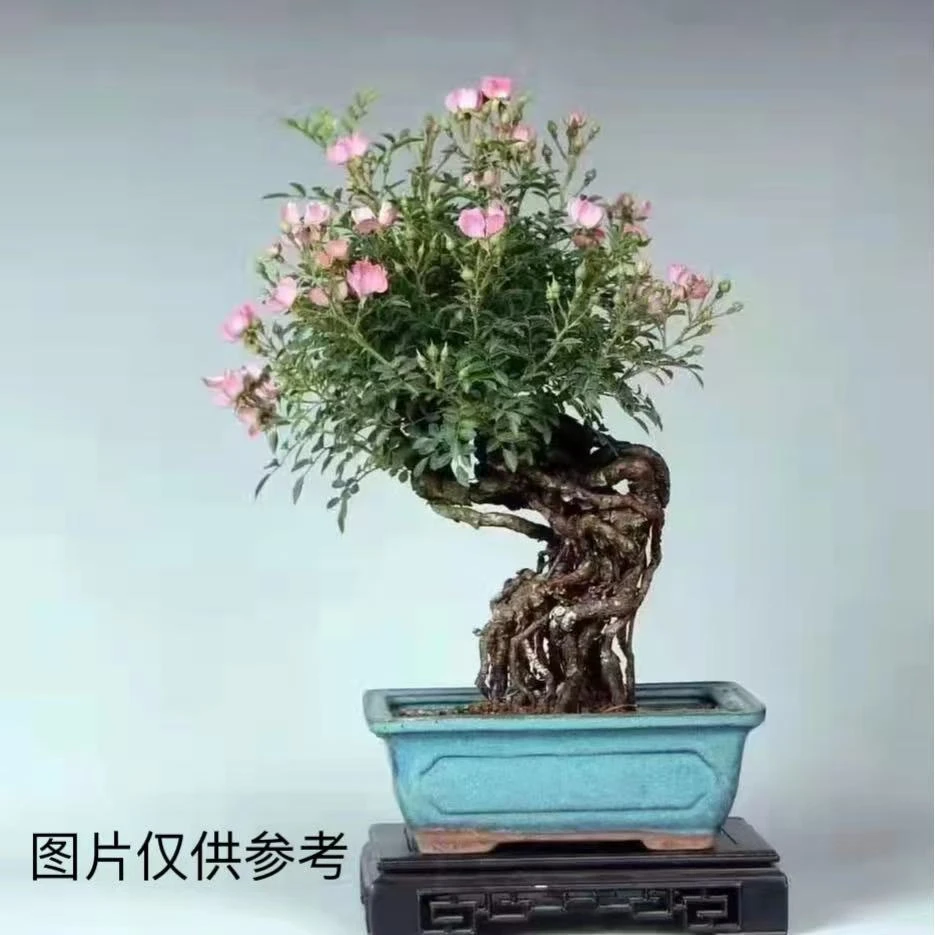 姬蔷薇 盆景老桩 循环开花 直播间选购 夏季已停播