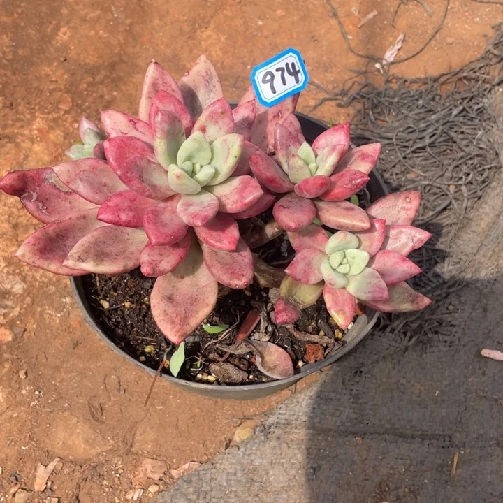 974桃花源一物一拍