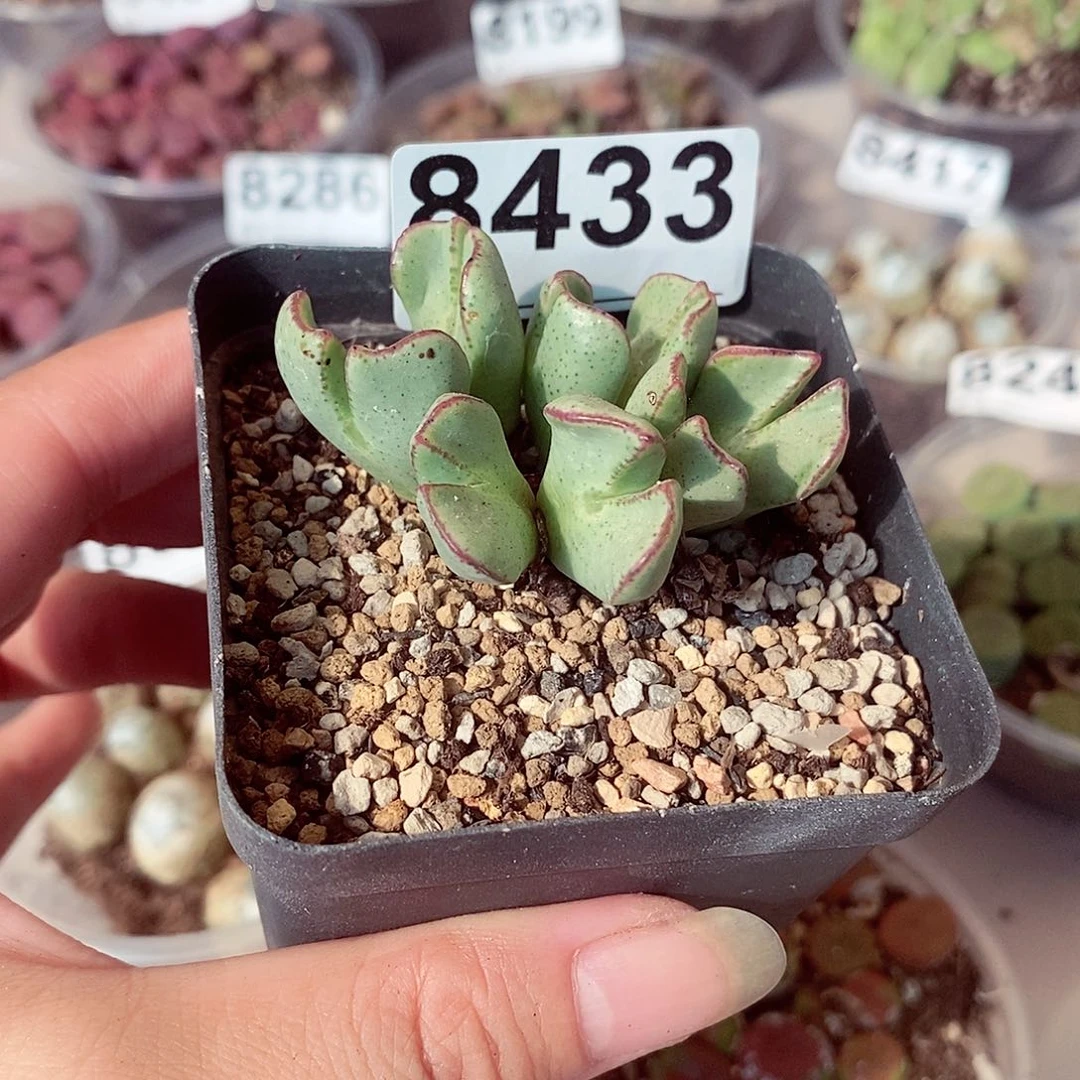 8433少量快快乐乐咯哦