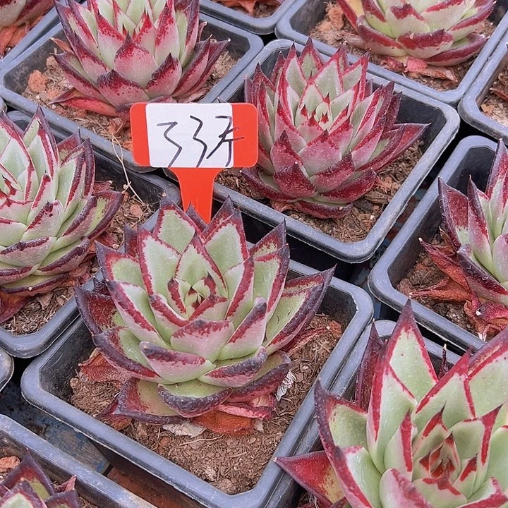 33乌木2个多肉植物脱土