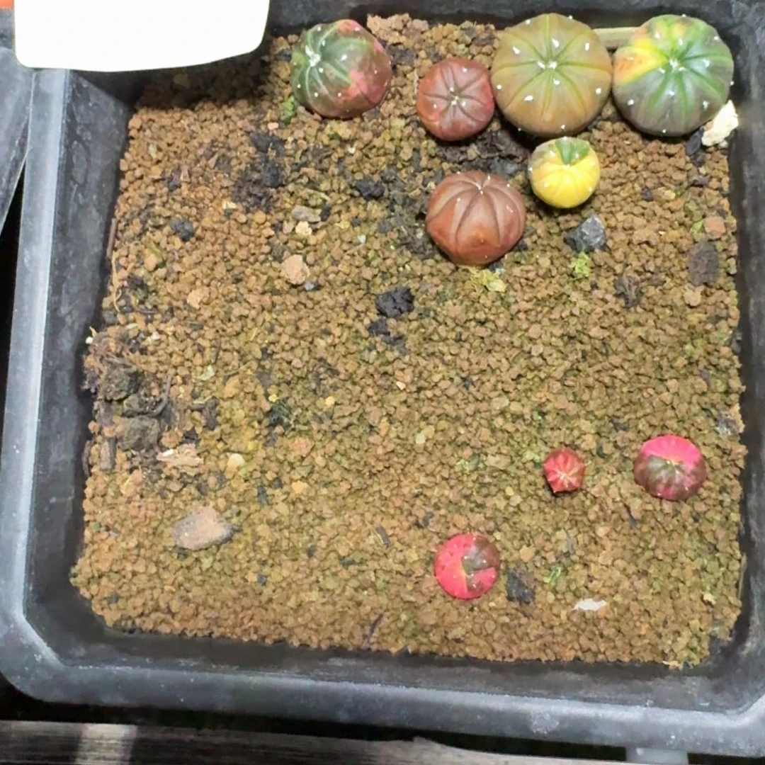 兜锦实生多肉植物