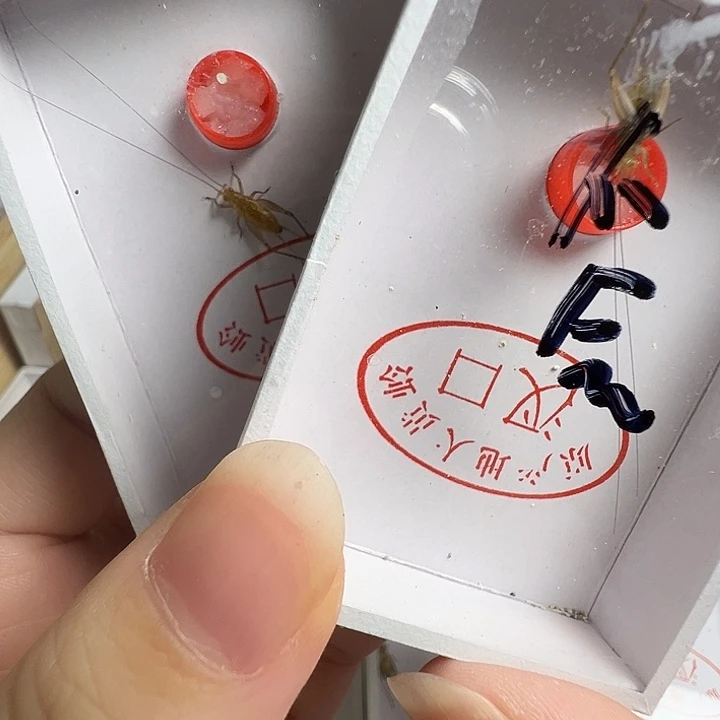 不***了漂亮2只大黄龄合适
