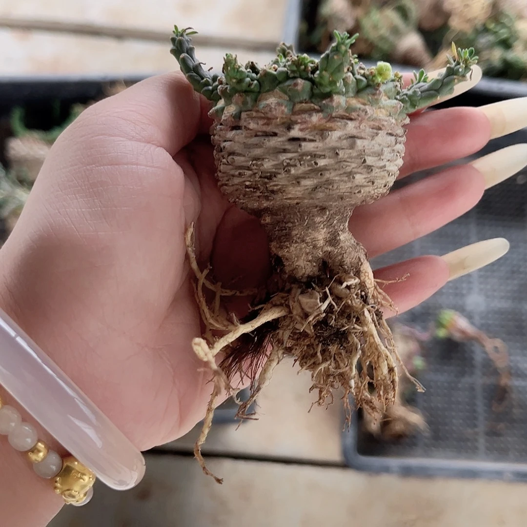 多肉植物鹫卵丸老家养定