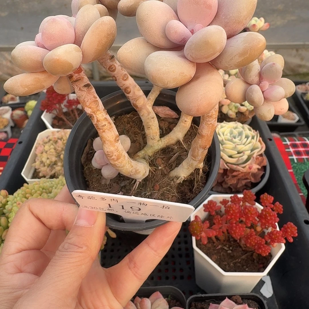 119 脱土 不包整 30元包邮非偏远