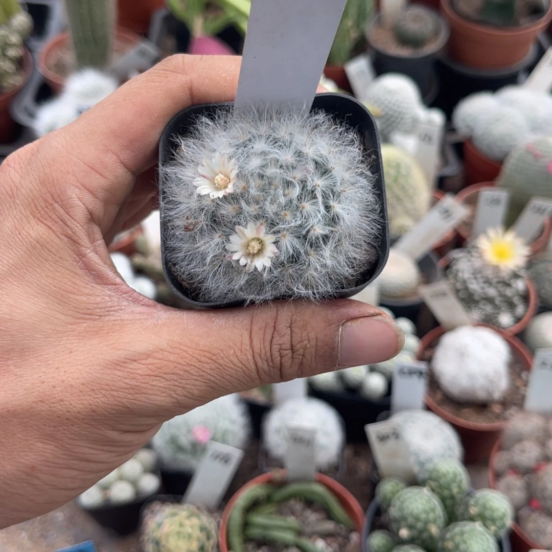 久***』多肉植物仙人球系列